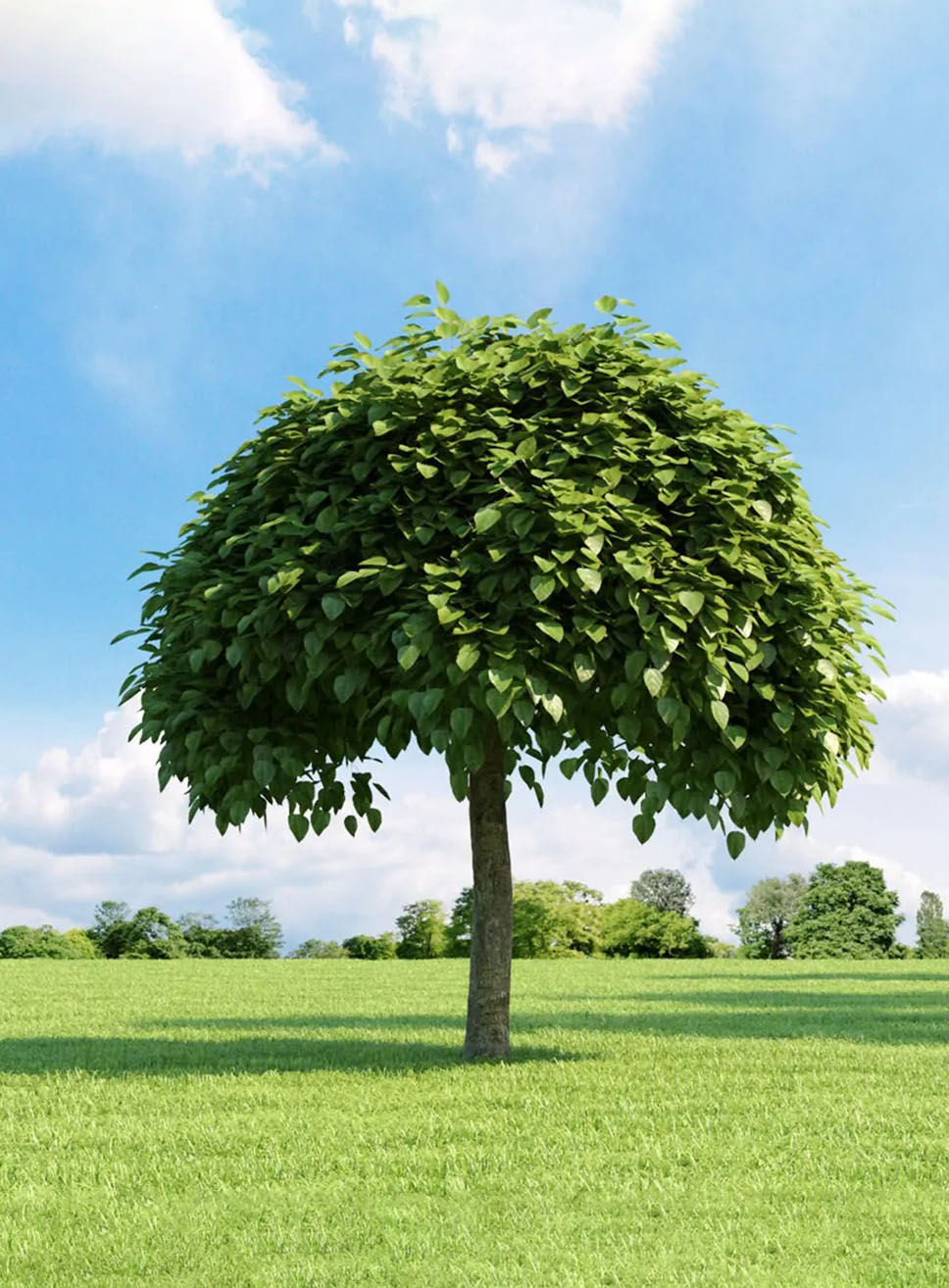 catalpa-vivaio-sampaolesi