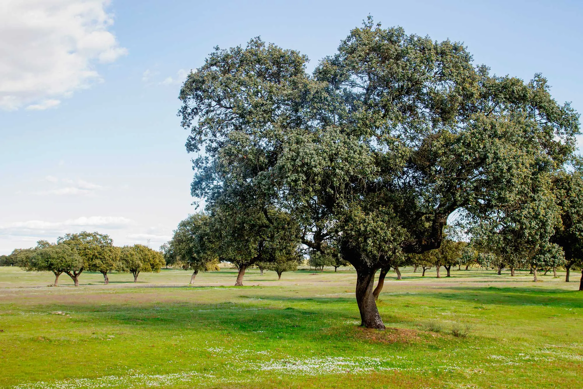 Estate: 5 alberi da piantare per combattere il caldo