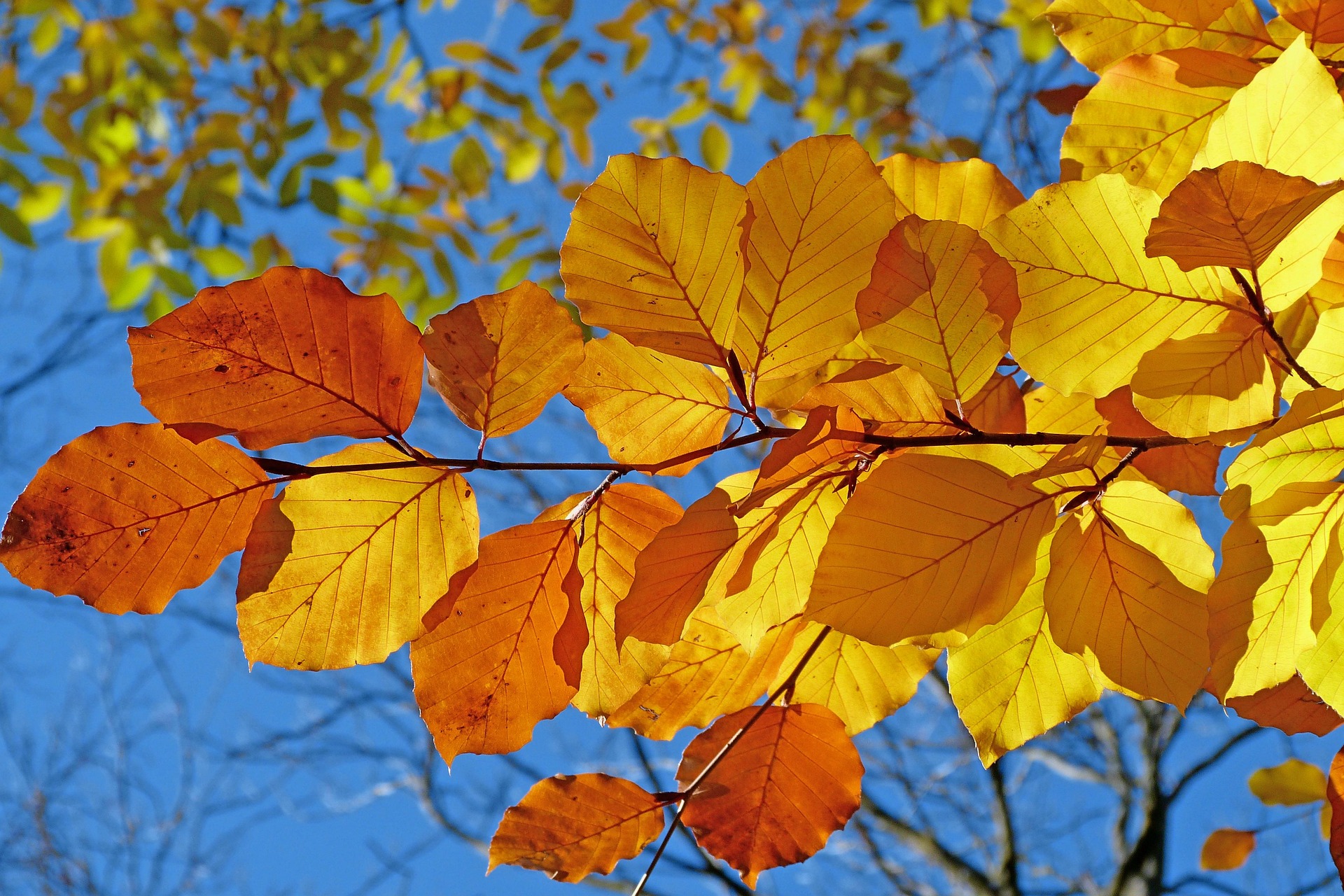 autunno-vivaio-sampaolesi