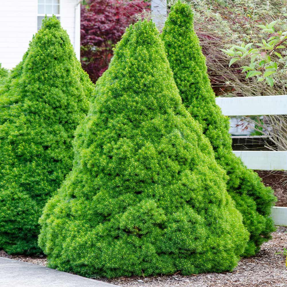 picea-abies-vivaio-sampaolesi