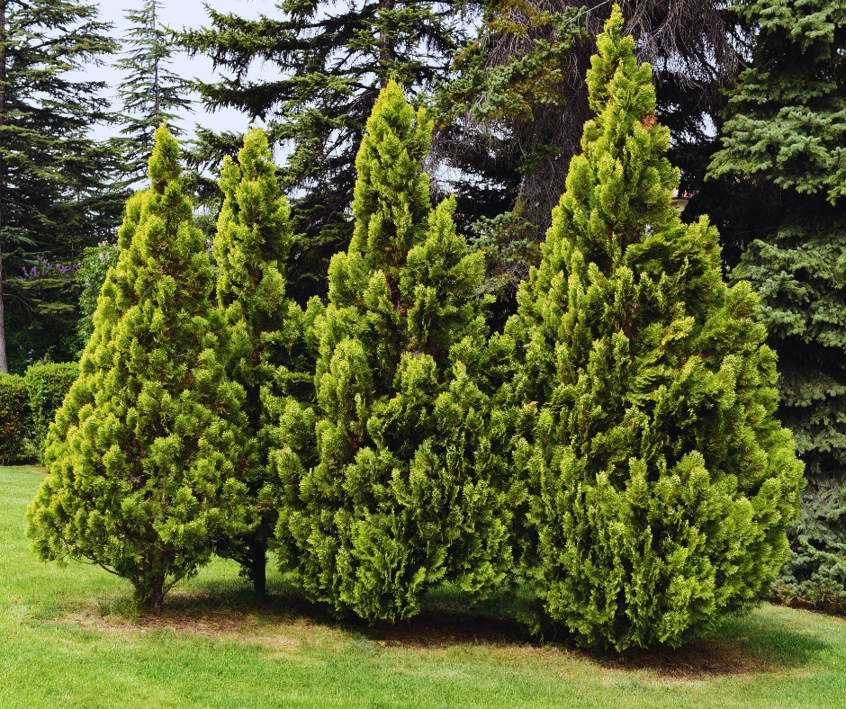 thuja-vivaio-sampaolesi
