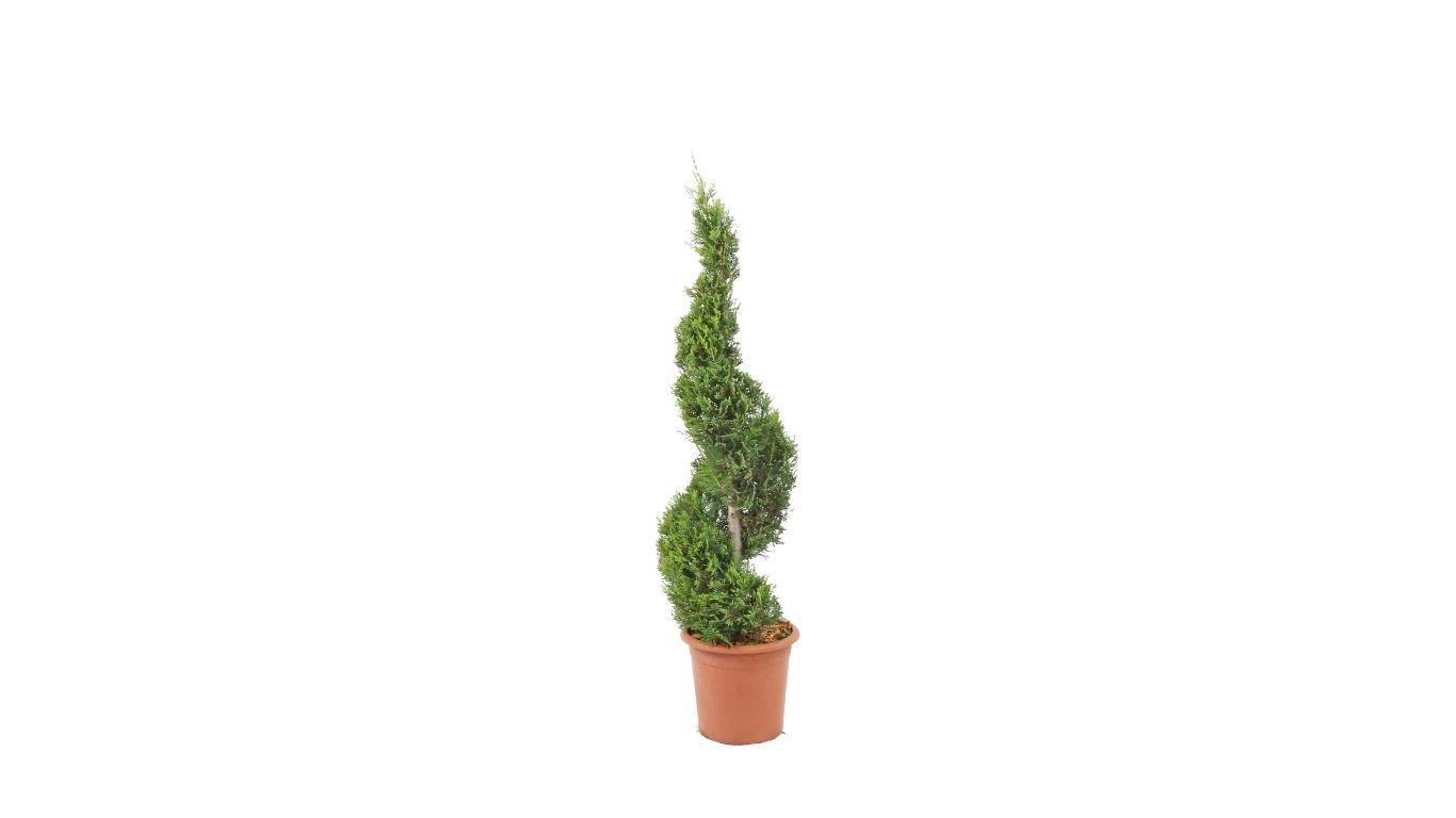 vivaio-sampaolesi-leylandii-a-spirale